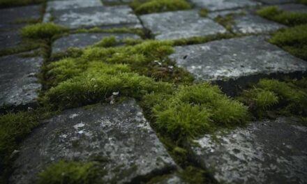 Jak Usunąć Mech Z Kostki Brukowej? Bez Dużych Kosztów